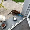 Images de profil de SARAH - Blooming Pets - Petsitting et garde d'animaux à domicile
