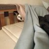 Images de profil de SARAH - Blooming Pets - Petsitting et garde d'animaux à domicile