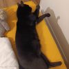 Images de profil de SARAH - Blooming Pets - Petsitting et garde d'animaux à domicile