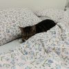 Images de profil de SARAH - Blooming Pets - Petsitting et garde d'animaux à domicile