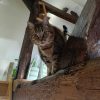 Images de profil de SARAH - Blooming Pets - Petsitting et garde d'animaux à domicile