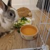 Images de profil de SARAH - Blooming Pets - Petsitting et garde d'animaux à domicile