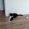 Images de profil de SARAH - Blooming Pets - Petsitting et garde d'animaux à domicile