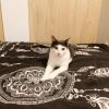 Images de profil de SARAH - Blooming Pets - Petsitting et garde d'animaux à domicile