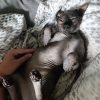 Images de profil de SARAH - Blooming Pets - Petsitting et garde d'animaux à domicile
