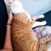 Images de profil de SARAH - Blooming Pets - Petsitting et garde d'animaux à domicile