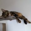 Images de profil de SARAH - Blooming Pets - Petsitting et garde d'animaux à domicile