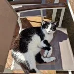 Niouk Niouk Chat de gouttiÚre (Commun) Mùle stérilisé - Garde d'animaux à domicile