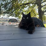Philette   Chat de gouttière (Commun) Femelle stérilisée - Garde d'animaux à domicile