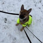 Ikko   Shiba Inu Mâle - Garde d'animaux à domicile