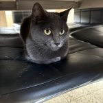 Aly   European Shorthair (Européen) Femelle - Garde d'animaux à domicile
