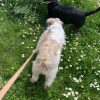 Images de profil de Coralie - Blooming Pets - Petsitting et garde d'animaux à domicile