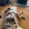 Images de profil de Coralie - Blooming Pets - Petsitting et garde d'animaux à domicile