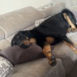 Volt   Berger de Beauce (Beauceron) Mâle stérilisé - Garde d'animaux à domicile