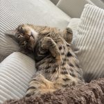 Milo   Chat de gouttière (Commun) Mâle stérilisé - Garde d'animaux à domicile