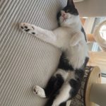 Minette   Chat de gouttière (Commun) Femelle stérilisée - Garde d'animaux à domicile