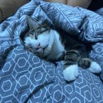 Charly   Chat de gouttière (Commun) Mâle stérilisé - Garde d'animaux à domicile