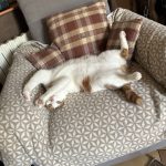 Rouky   Chat de gouttière (Commun) Mâle stérilisé - Garde d'animaux à domicile