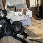 Hulk   Cane Corso Italiano Mâle - Garde d'animaux à domicile