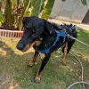 Images de profil de Léa - Blooming Pets - Petsitting et garde d'animaux à domicile