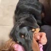 Images de profil de Léa - Blooming Pets - Petsitting et garde d'animaux à domicile