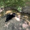 Images de profil de Léa - Blooming Pets - Petsitting et garde d'animaux à domicile