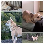 Tchiko   Chihuahua Mâle stérilisé - Garde d'animaux à domicile