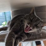 Suchie   European Shorthair (Européen) Femelle - Garde d'animaux à domicile