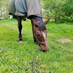 Nash des Saules   Trotteur Français Hongre - Garde d'animaux à domicile