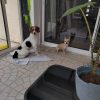 Images de profil de Amandine - Blooming Pets - Petsitting et garde d'animaux à domicile