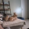 Images de profil de Amandine - Blooming Pets - Petsitting et garde d'animaux à domicile