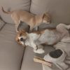 Images de profil de Amandine - Blooming Pets - Petsitting et garde d'animaux à domicile