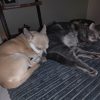 Images de profil de Amandine - Blooming Pets - Petsitting et garde d'animaux à domicile