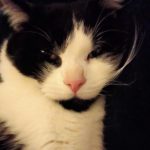 Jedi   Croisé Mâle - Garde d'animaux à domicile