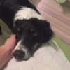 Images de profil de Charlotte - Blooming Pets - Petsitting et garde d'animaux à domicile