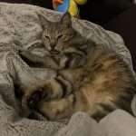 Iago   European Shorthair (Européen) Mâle - Garde d'animaux à domicile