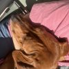 Images de profil de Berengere - Blooming Pets - Petsitting et garde d'animaux à domicile