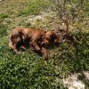 Images de profil de Berengere - Blooming Pets - Petsitting et garde d'animaux à domicile
