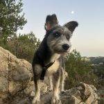 Dina   Croisé Femelle - Garde d'animaux à domicile