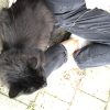 Images de profil de Sophie - Blooming Pets - Petsitting et garde d'animaux à domicile
