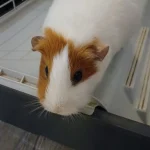 Natsu   Abyssinien (Rosette) Femelle - Garde d'animaux à domicile