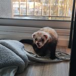 Balou   Furet Zibeline (Putoisé) Mâle stérilisé - Garde d'animaux à domicile