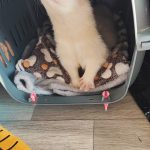 Sergi   Furet Albinos Mâle stérilisé - Garde d'animaux à domicile