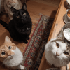 Images de profil de Virginie - Blooming Pets - Petsitting et garde d'animaux à domicile