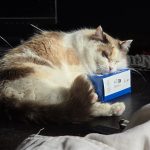 Akyra   Ragdoll Femelle - Garde d'animaux à domicile