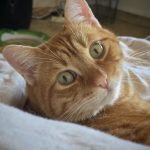 Olaf   European Shorthair (Européen) Mâle stérilisé - Garde d'animaux à domicile