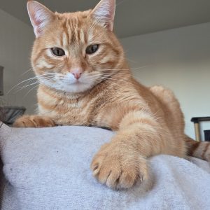 Images de profil de Océane - Blooming Pets - Petsitting et garde d'animaux à domicile