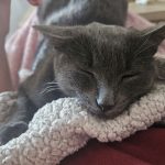 Satine   Bleu Russe Femelle - Garde d'animaux à domicile