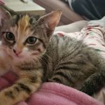 Gaïa   Croisé Femelle stérilisée - Garde d'animaux à domicile