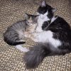 Images de profil de Morgane - Blooming Pets - Petsitting et garde d'animaux à domicile